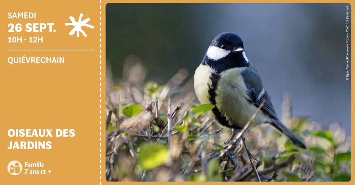 [26 septembre] À la découverte des oiseaux du jardin !